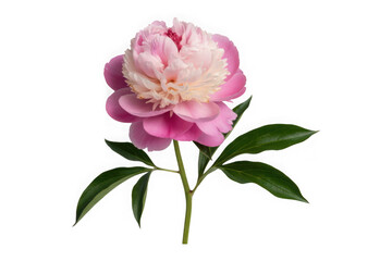 Fototapeta premium A pink peony flower with green leaves isolated on transparent background