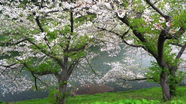 Cherry Blossoms at the Imperial Palace Moat - 皇居のお堀の桜