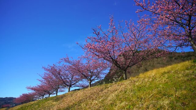 狩野川堤防の河津桜の桜並木