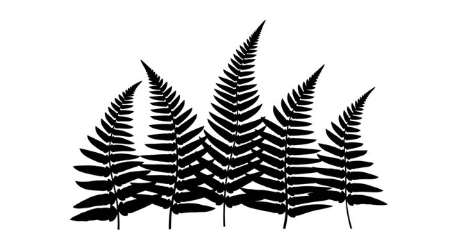 Black Silhouette of Fern Fronds with Detailed Leaflets on White Background
