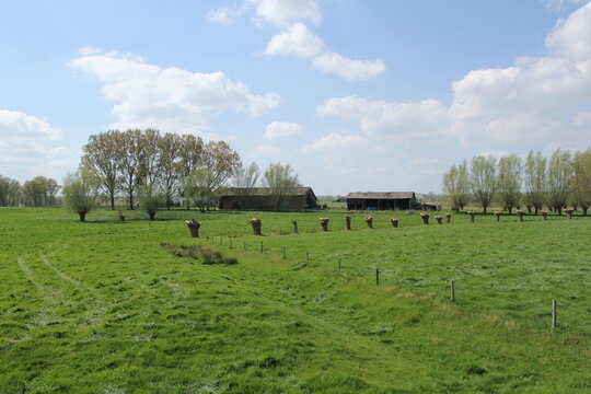 a green meadow with rows of pollard willows and sheds in the dutch countryside in springtime