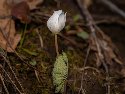 A single white Bloodroot (Sanguinaria canadensis) wildflower bud emerging from its protective basal leaf on a forest floor in early spring