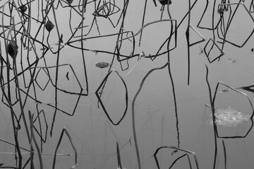Obraz premium Minimalist black and white photo of withered lotus stems in a misty pond, resembling ink calligraphy.