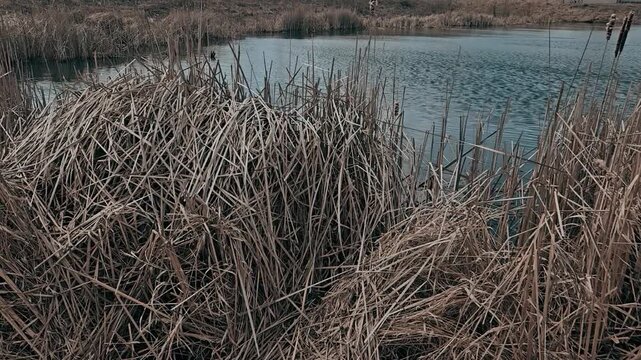 a marshland or wetland area with a body of water surrounded by tall, dry vegetation. riparian background with dry reeds and cattails. environment video.