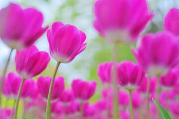 Obraz premium Tulip flower in spring park with natural green background