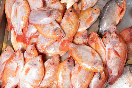 Red tilapia or red mojarra (Oreochromis) Fresh fish piled up in the market square
