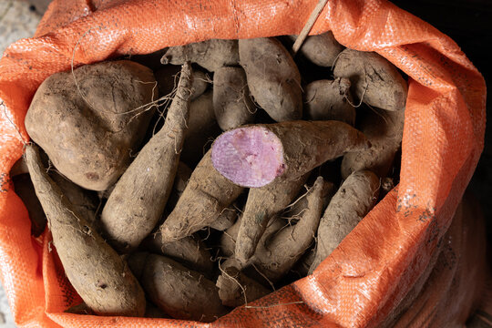 Dioscorea alata - violet yam; Piled in its natural state, showing its earthy skin and violet flesh.