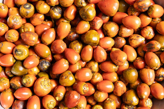 Bactris gasipaes - Chontaduro tropical fruit of high nutritional value