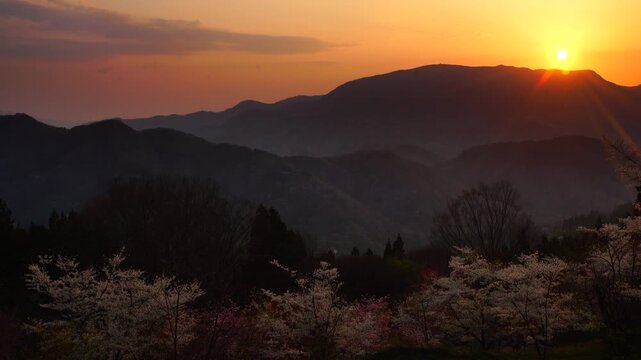 高照山さくらの里の桜林と聖山と朝日