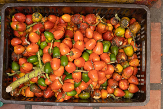 Bactris gasipaes - Chontaduro tropical fruit of high nutritional value