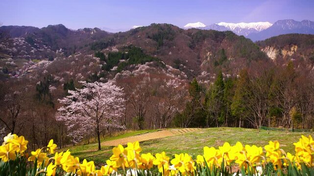 桜仙峡の桜とスイセンと常念岳など北アルプス
