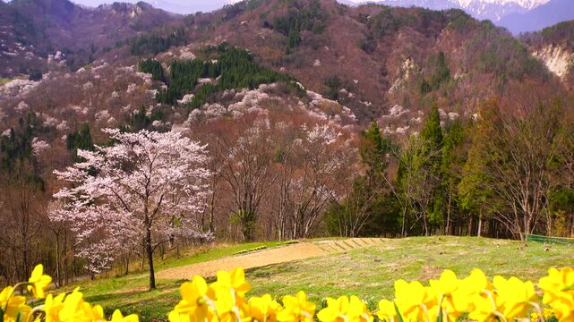 桜仙峡の桜とスイセンと常念岳など北アルプス