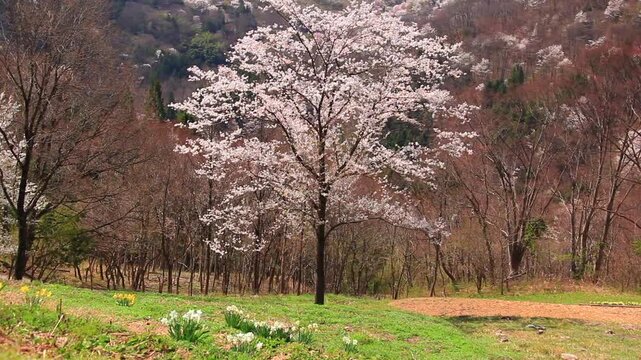 桜仙峡の桜