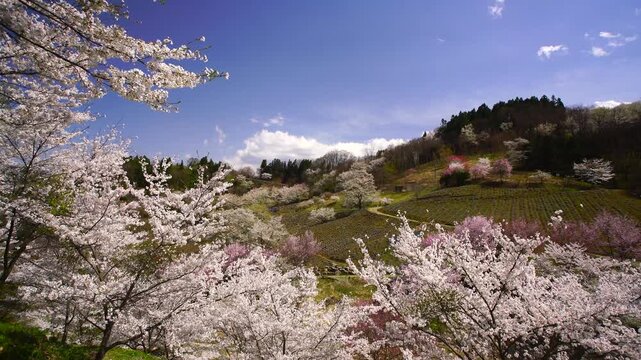 風渡る陸郷の山桜