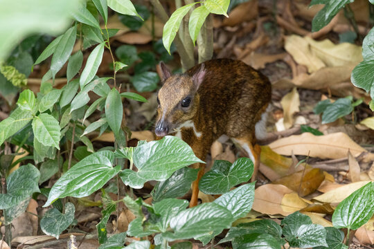 Tragulus kanchil Cute and Shy Lesser mouse deer foraging in forest undergrowth
