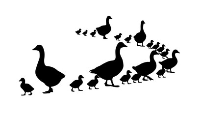 Protective goose family silhouette with goslings in curved walking formation vector illustration © MstLaily