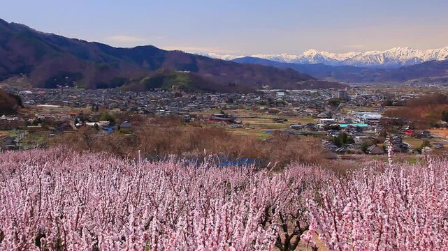 アンズの花と北アルプスの山並み