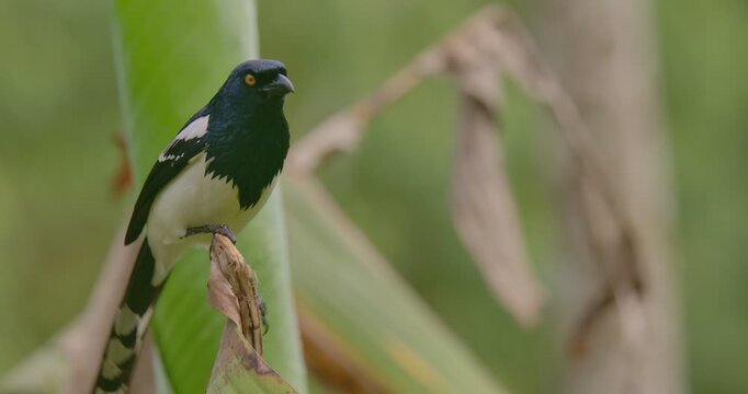Tietinga - (Cissopis leverianus) Close-Up Perched on Branch and then flying away in Tropical Rainforest