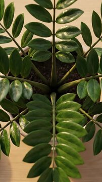 A top-down view of a flourishing ZZ plant in a pot, showcasing its unique leaf arrangement and the symmetrical beauty of its foliage.