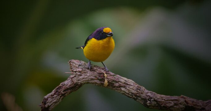 Violaceous Euphonia (Euphonia violacea) Close-Up Perched on Branch in Tropical Rainforest