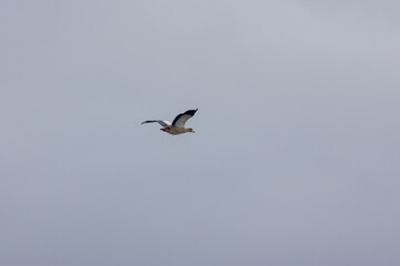 Obraz premium Egyptian goose flying over Tagus River in Portugal