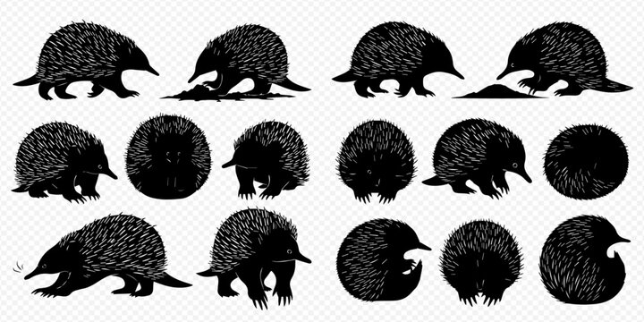 Echidna vector set with various poses and actions on a transparent background, showcasing the unique Australian mammal.