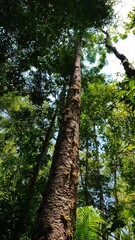 Fototapeta premium tree in the forest