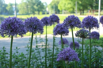 Obraz premium Purple Allium Flowers in Bloom with Soft Background in Park