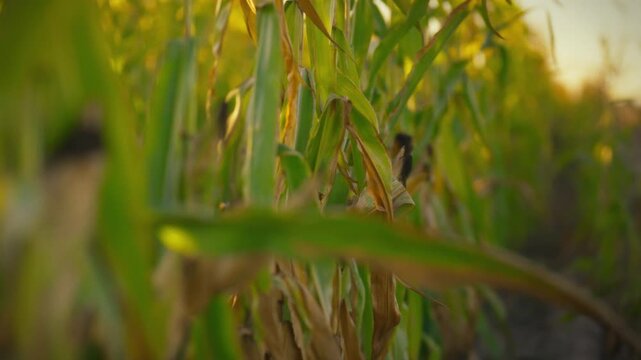 An expansive cornfield showcases the different stages of corn growth, from green to ripening yellow ears, in the rural countryside where the cereal crop is cultivated for harvest