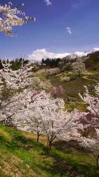 風渡る陸郷の山桜