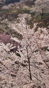 朝の陸郷の山桜
