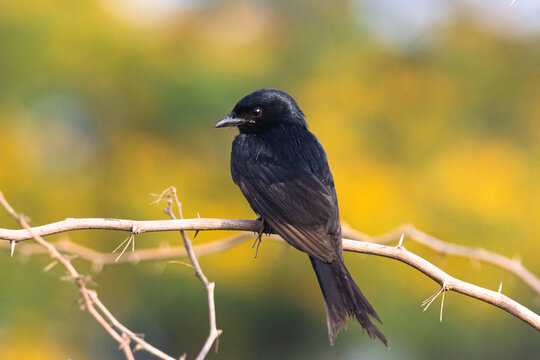 Black drongo bird perched on a twig