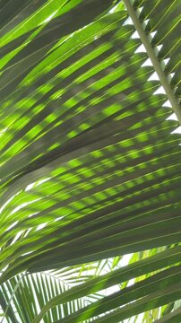 Bright sunlight filters through coconut palm leaves forming translucent green patterns against open sky in a vertical tropical foliage composition. Vacation destination.