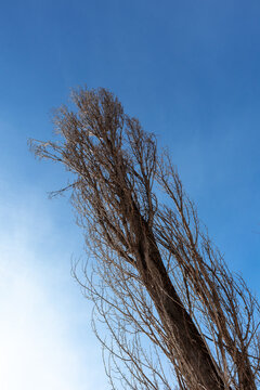 A tall poplar without leaves reaches towards the sky