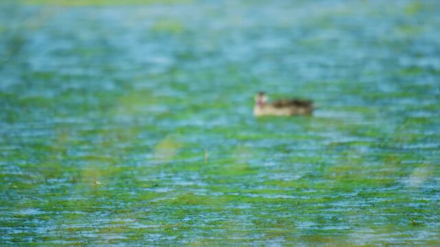 The red-billed teal or red-billed duck (Anas erythrorhyncha) is a common breeding duck found in southern and eastern Africa.