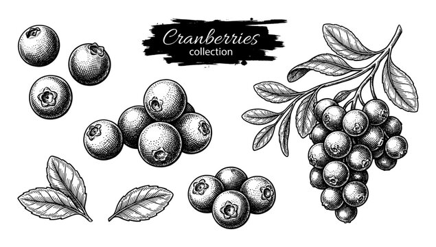 Cranberry collection with whole berry and leaf branch set