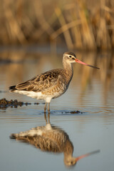 Obraz premium Willet Bird Standing in Shallow Water with Reflection