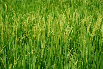 Obraz premium Closeup of Green Rice Plants Growing in Fertile Paddy Field