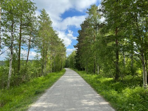 Scenic gravel path winds through lush green forest on a sunny day