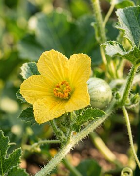 Korean Melon Flower on Tree (Chamoe &ndash; Cucumis melo var. chamoe)