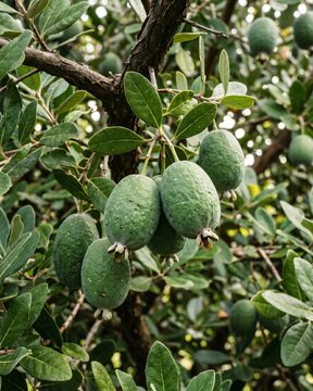 Feijoa (Acca sellowiana) growing on tree