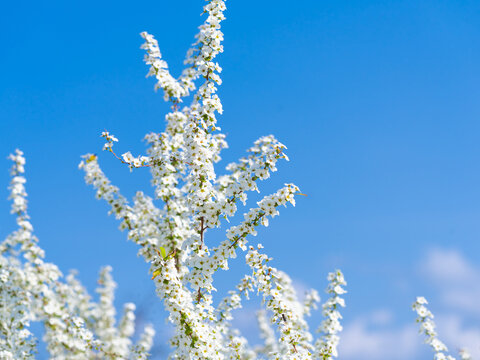 雪柳 Images – Browse 2,289 Stock Photos, Vectors, and Video