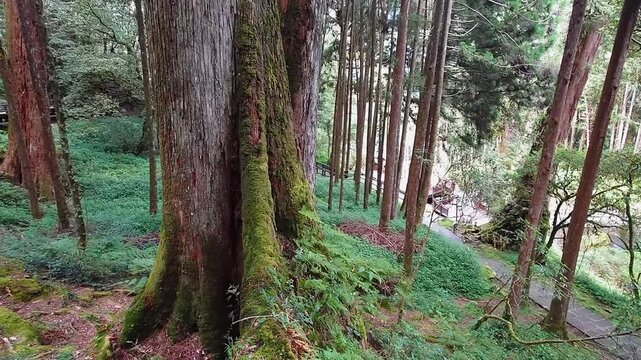 Ancient Sacred Tree in Alishan Forest Taiwan Towering Giant Cedar