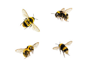 Naklejka na ściany i meble Bumblebees set, flying honey bees collection on white or transparent PNG