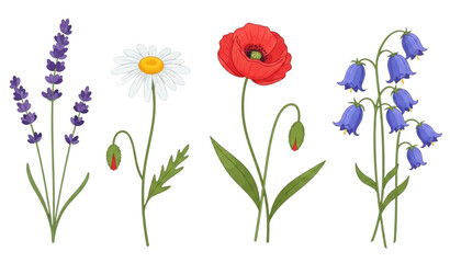 Fototapeta premium Set of Hand-Drawn Wildflowers Including Lavender, Daisy, Poppy, and Bluebell for Floral Designs and Nature Illustrations