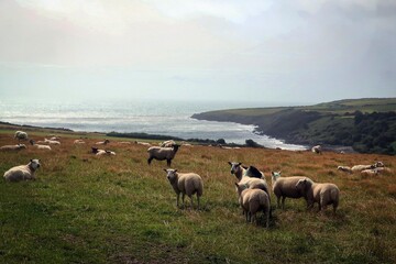 Obraz premium Sheep and Atlantic coast near Maughold hill, Isle of Man