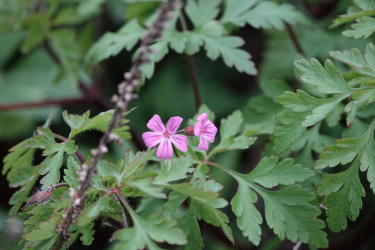 Flowers of Herb Robert (Geranium robertianum)