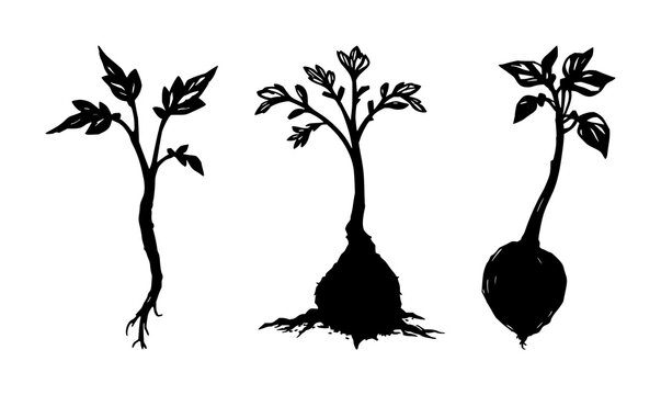 Mandrake root set with sketchy line rendering featuring single root, human-like silhouette, white background with botanical illustration and line art