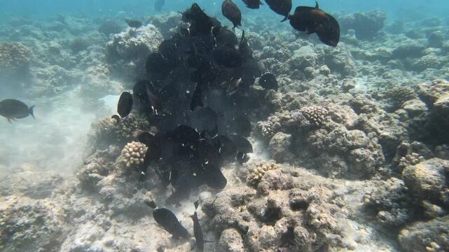 Acanthurus auranticavus, the ringtail surgeonfish or orange-socket surgeonfish, is a species of marine ray-finned fish belonging to the family Acanthuridae, the surgeonfishes, unicornfishes and tangs.