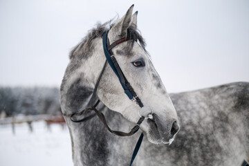 Profile portrait of a grey horse with a bridle standing in a snowy field in winter © WoodHunt